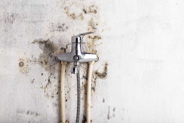 Best Mold Cleaning Services  in Juarez, TX