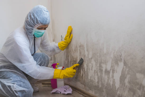 Best Fast Mold Removal  in Juarez, TX