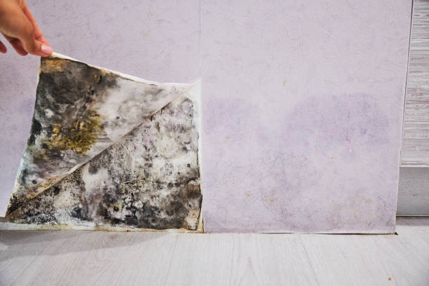 Best Commercial Mold Removal  in Juarez, TX
